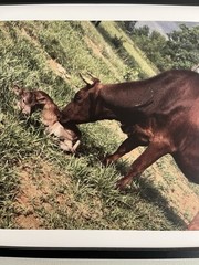 Mixtile Print Cow and Calf