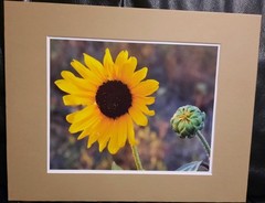 Matted Photograph: Sunflowers 1