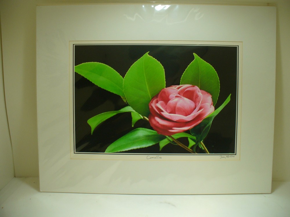 MATTED PHOTOGRAPHY Camellia By Dom Martino 20x16in Color Landscape