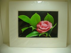 MATTED PHOTOGRAPHY Camellia By Dom Martino 20x16in Color Landscape