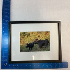 Moose Call Photo Signed Framed & Numbered 30/500 Willie Holdman FoundArtShop