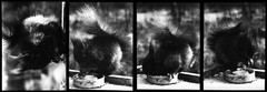 4x Close Up Squirrels Feeding Tit Dumplings – Photo 8x12cm