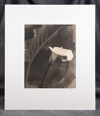 LUCA PARADISI, Platinum Palladium Print, Calla with Leaf, Ireland, Ltd, #14/24