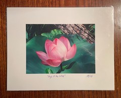 Original photographic print «Angle of the Lotus» by Michael Blumenstock