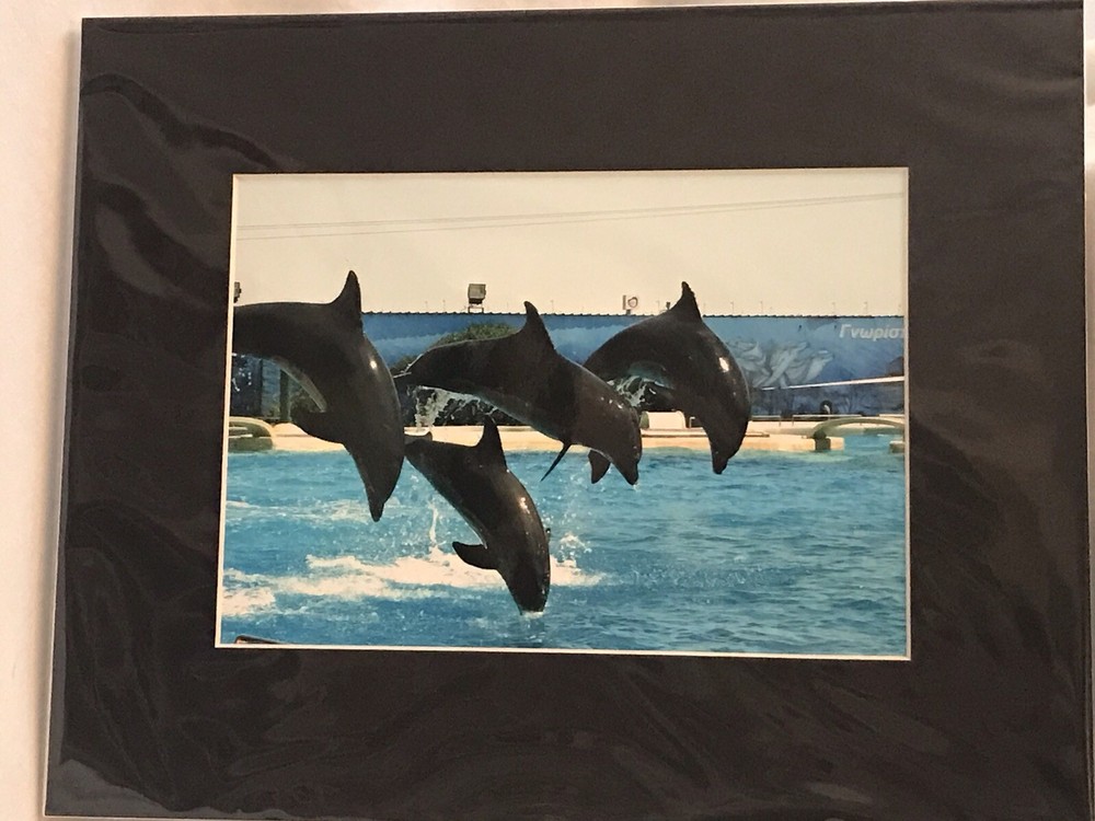 Jumping Dolphins Photograph 5×7 Matted To 8×10 Original Art Photo