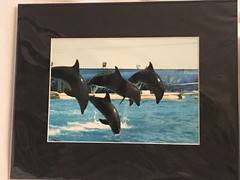 Jumping Dolphins Photograph 5×7 Matted To 8×10 Original Art Photo