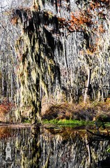 Phinizy Swamp – Abstract Fine Art Nature Photography by Bear8Photo