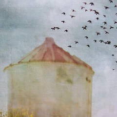 Angie Lambert Photograph Farm Silo Birds Flowers Americana Rustic 12×12″ Matted