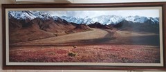 Thomas Mangelsen ‘After The Ice Age’-Grizzly Bear, Ltd Edition/ FRAMED 1992