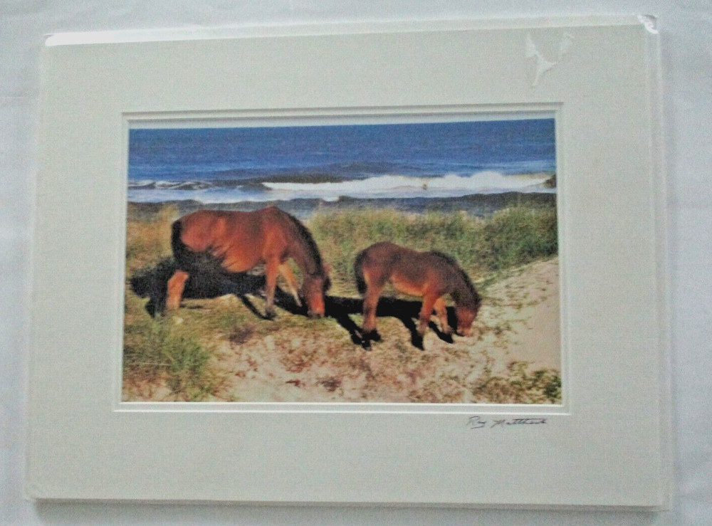 Mare and Foal Wild Horses Grazing by Ocean Photograph Signed Ray Matthews