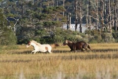 Chincoteague Pony Photo -Stallion Riptide- Pick One Image -Various Sizes
