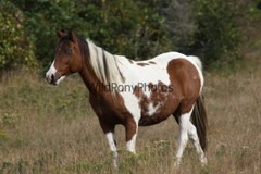 Chincoteague Pony Photo – Mare Freckles – Pick One Image -Various Sizes