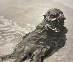 Tom Weber’s Cannery Row Sea Otter Photography.