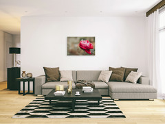 Fuscia Pink Rose Wall Art Print Various Sizes Fine Art Photography