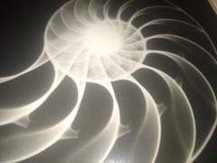 William A. Conklin X-Ray & Color Photo Diptych Chambered Nautilus