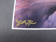 9.5″ x 7.5″ Red Tailed Hawk Head shot Black Matted Wildlife Photography «VH»