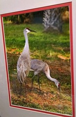 Sandhill Crane Art Photography NANCY C. MORELAND 17 X 21″