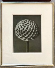 Karl Blossfeldt Original photogravures, 4 Framed From TAM O’NEILL FINE ARTS