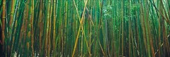 Peter Lik «Bamboo» 1.5M Framed Picture SOLD OUT – With COA