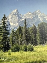 Canvas Photo Print (self Taken Photo) Grand Teton Nation Park With Moose 11×14