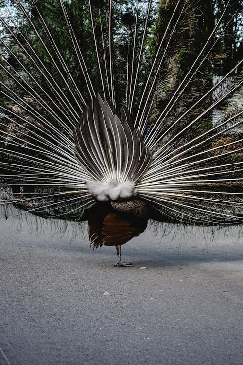 Digital Image Picture Photo Pic Wallpaper Background Back image Of Peacock