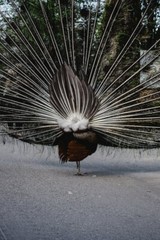 Digital Image Picture Photo Pic Wallpaper Background Back image Of Peacock