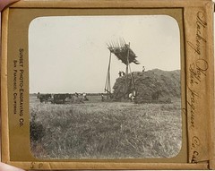 Gilbert? Hassell / Northern California Magic Lanterns Agricultural Big Trees