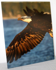 Bald Eagle » Rise Higher» 16″ x 20″ Mounted Color Wildlife Photo by Kim Barry