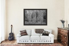 Black and White Photography Print of Aspen Tree Grove on Autumn Day in Colorado