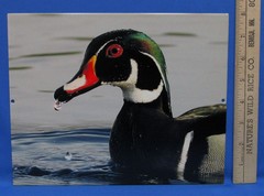 Mark Lewer Wood Duck Photography Picture Printed on Metal Wall Hanging Nature