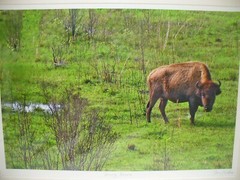 MATTED PHOTOGRAPHY Young Bison By Dom Martino 20x16in Color Landscape