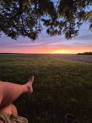 Color Landscape Photograph of Sunset Field Landscape with Tree