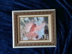 Magnificent Flying Bird Portraits. One Of A Kind Anywhere In The World.