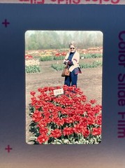 Lot Of 36 1970’s Family Summer Fun Tulips Kids Amateur 35mm Color Slides