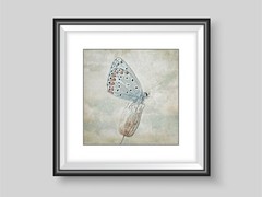 Blue Butterfly fine art photography print, Babies room, Girls room.