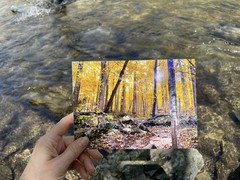 5×7 Golden Yellow Tree Autumn Forest Giclee Photography Print Tennessee