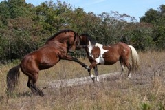 Chincoteague Pony Photo -Stallion – Hoppy – Pick One Image -Various Sizes