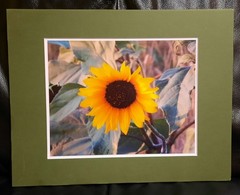 Matted Photograph: Sunflowers 2