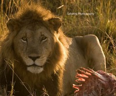 Lion with Wildebeest Kill, Masai Mara, Kenya 11 x 14 Print Metallic Paper