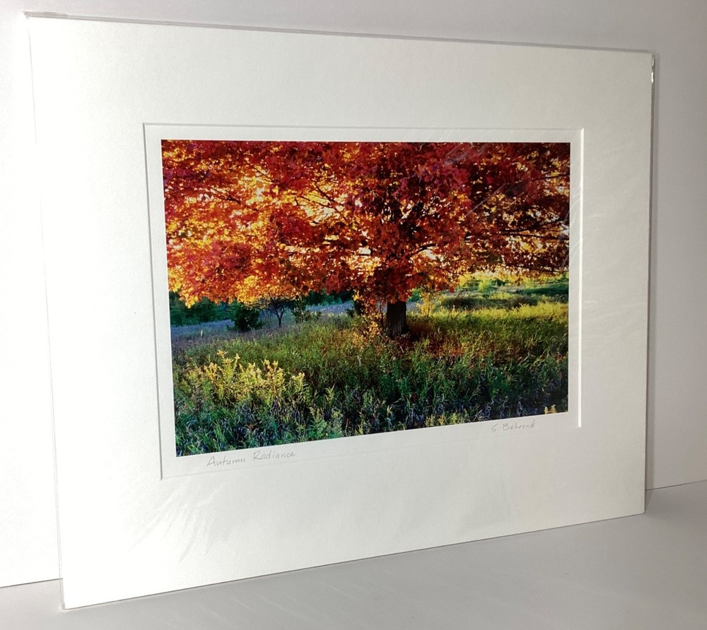 Fine Art Photograph Autumn Radiance backlit Maple Tree Signed & Matted