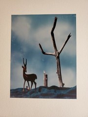 DEER BIRD LARGE ORIGINAL SIGNED ART PHOTO COLOR STETTNER VTG MATTE NJ CAMERA