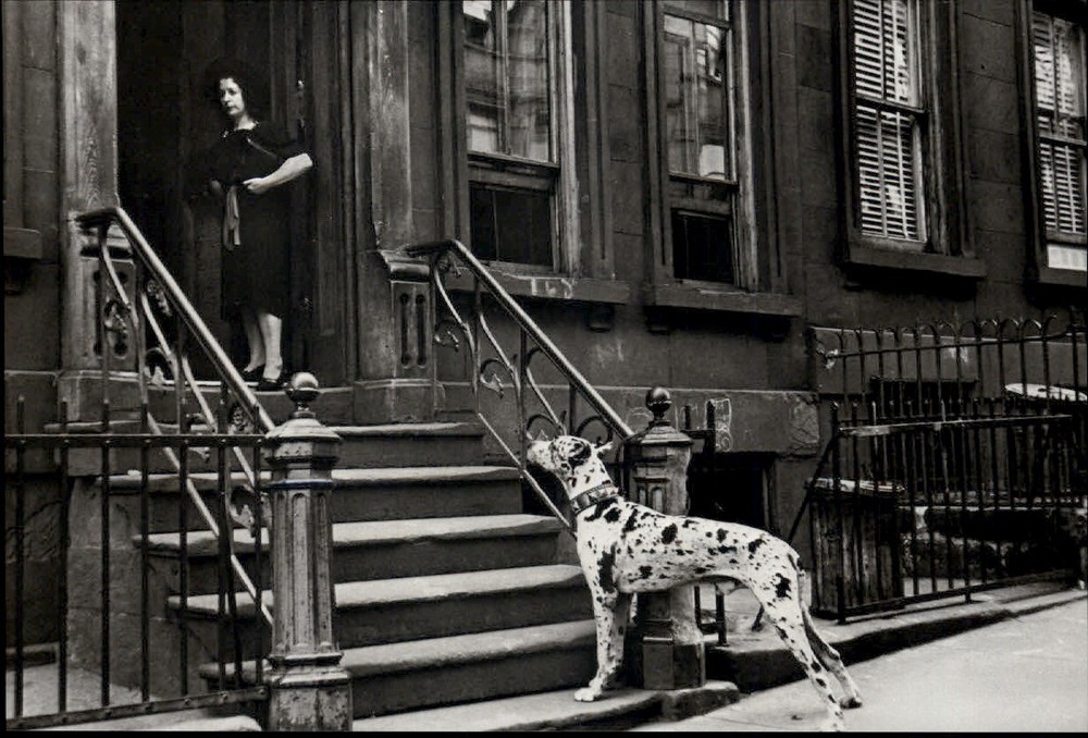 1940 1980s Original Helen Levitt New York City Street Great Dane Spot Art Photo