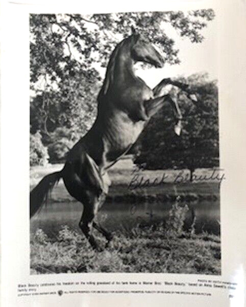 Rare Vintage Original Black Beauty Photograph. 1994