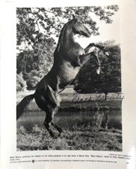 Rare Vintage Original Black Beauty Photograph. 1994