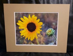 Matted Photograph: Sunflowers 1