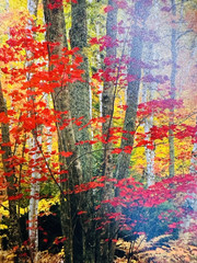 Rodney Lough Jr The Big Birch Forest Giclée Rocks National Lakeshore Michigan
