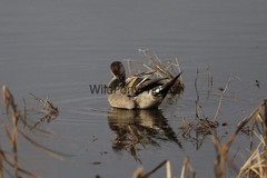 Pintails Photo 1, Pick One Image – Various Sizes