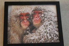 Stunning Photograph Two Japanese Macaques SNOW MONKEYS Framed 9×11 Wall Art