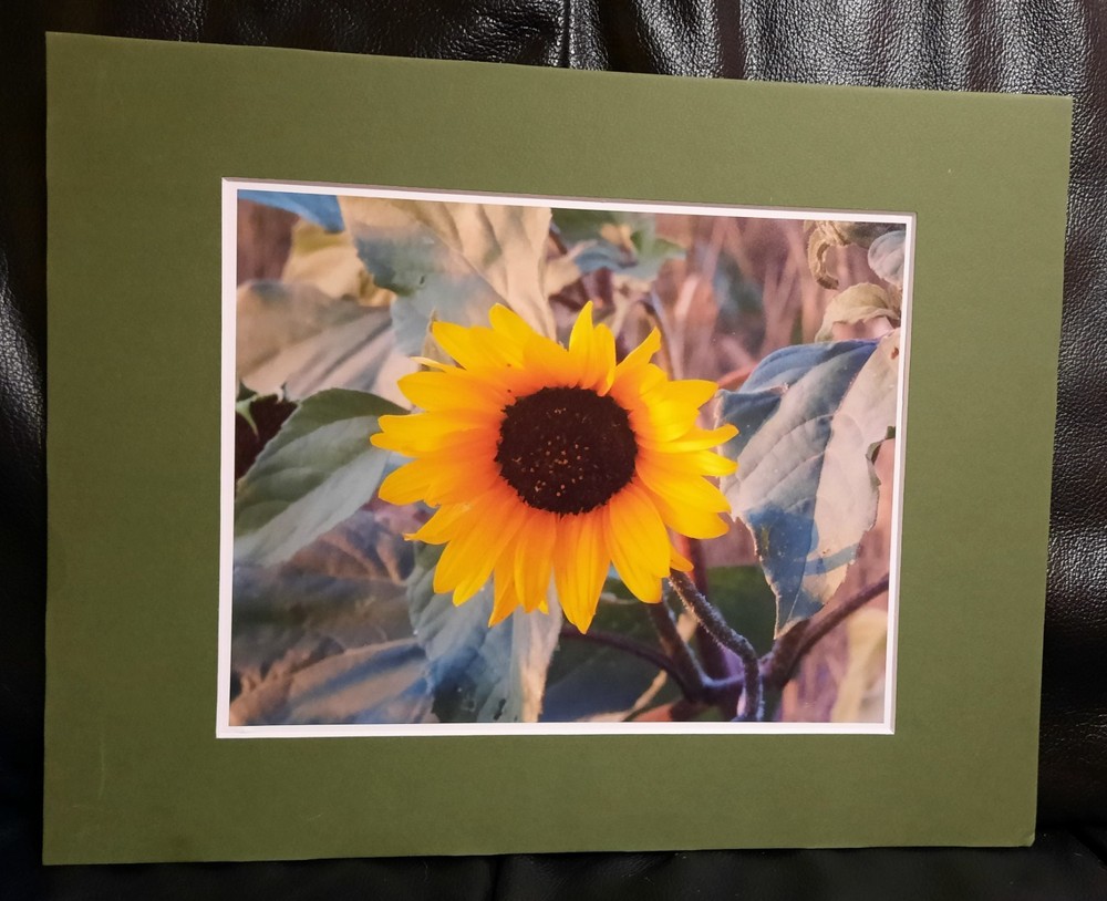 Matted Photograph: Sunflowers 2
