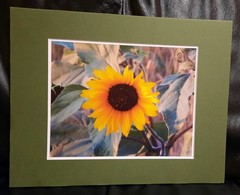Matted Photograph: Sunflowers 2